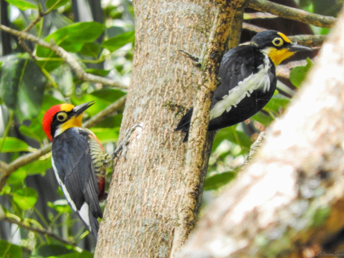 Yellow-fronted Woodpecker - ML617390901