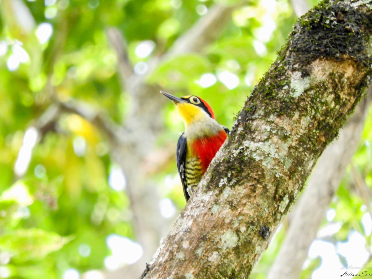 Yellow-fronted Woodpecker - ML617390913