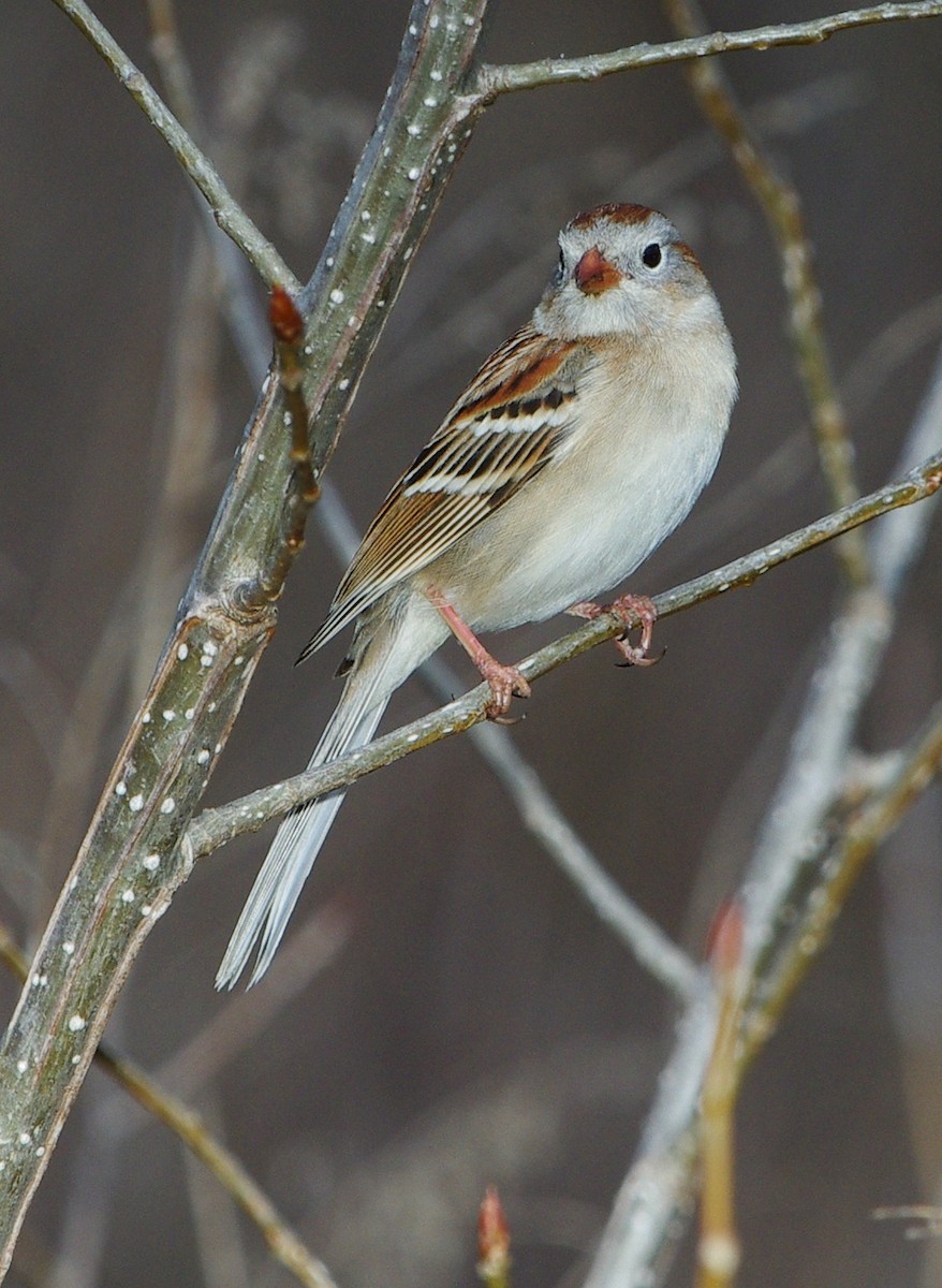 Field Sparrow - ML617390935
