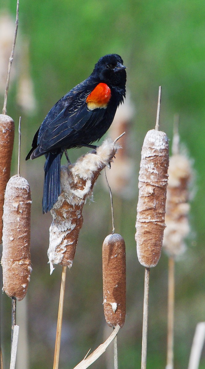 Red-winged Blackbird - Mary Caldwell