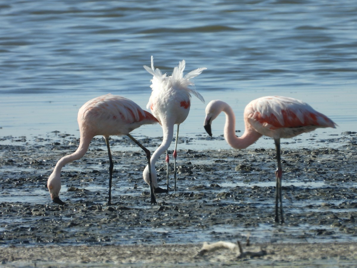 Chilean Flamingo - ML617391023