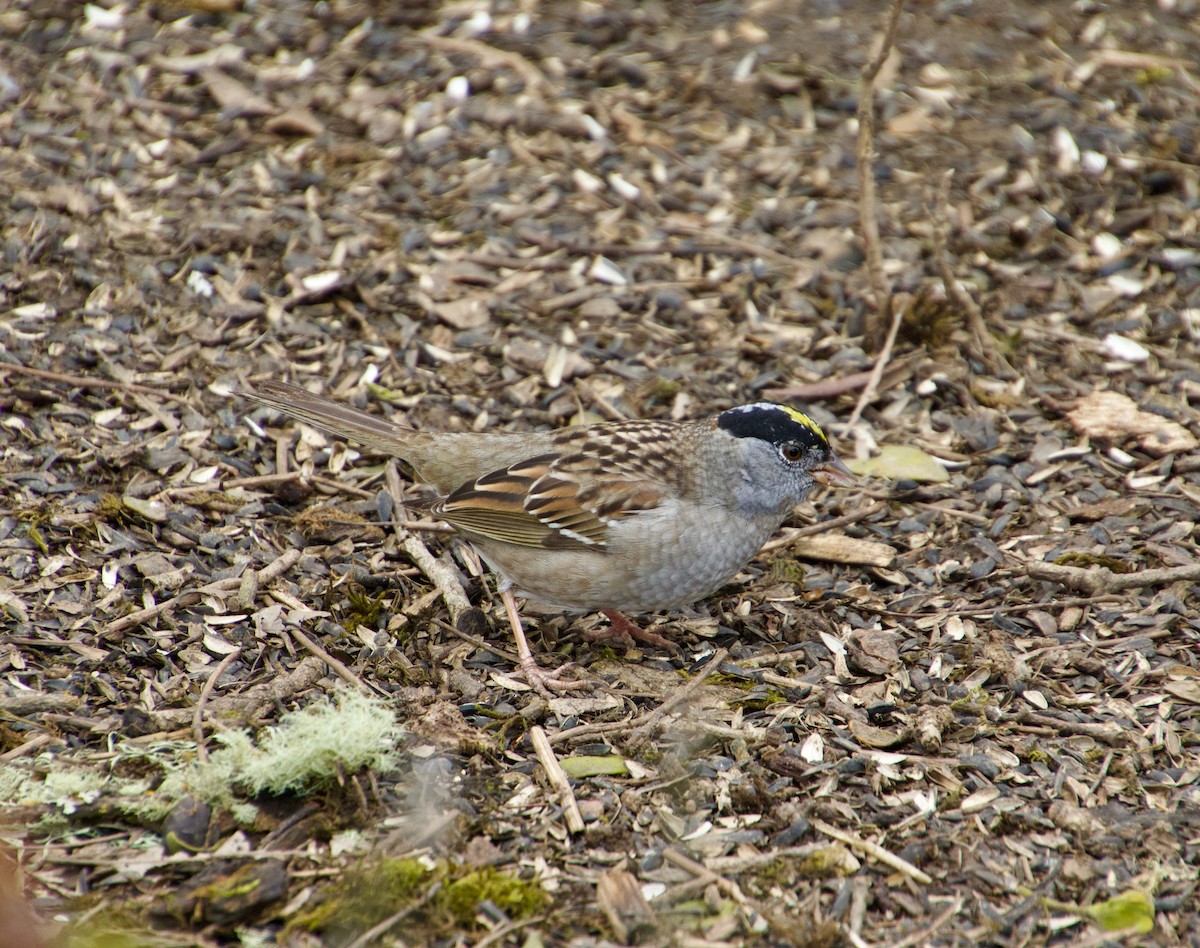 Golden-crowned Sparrow - ML617391024
