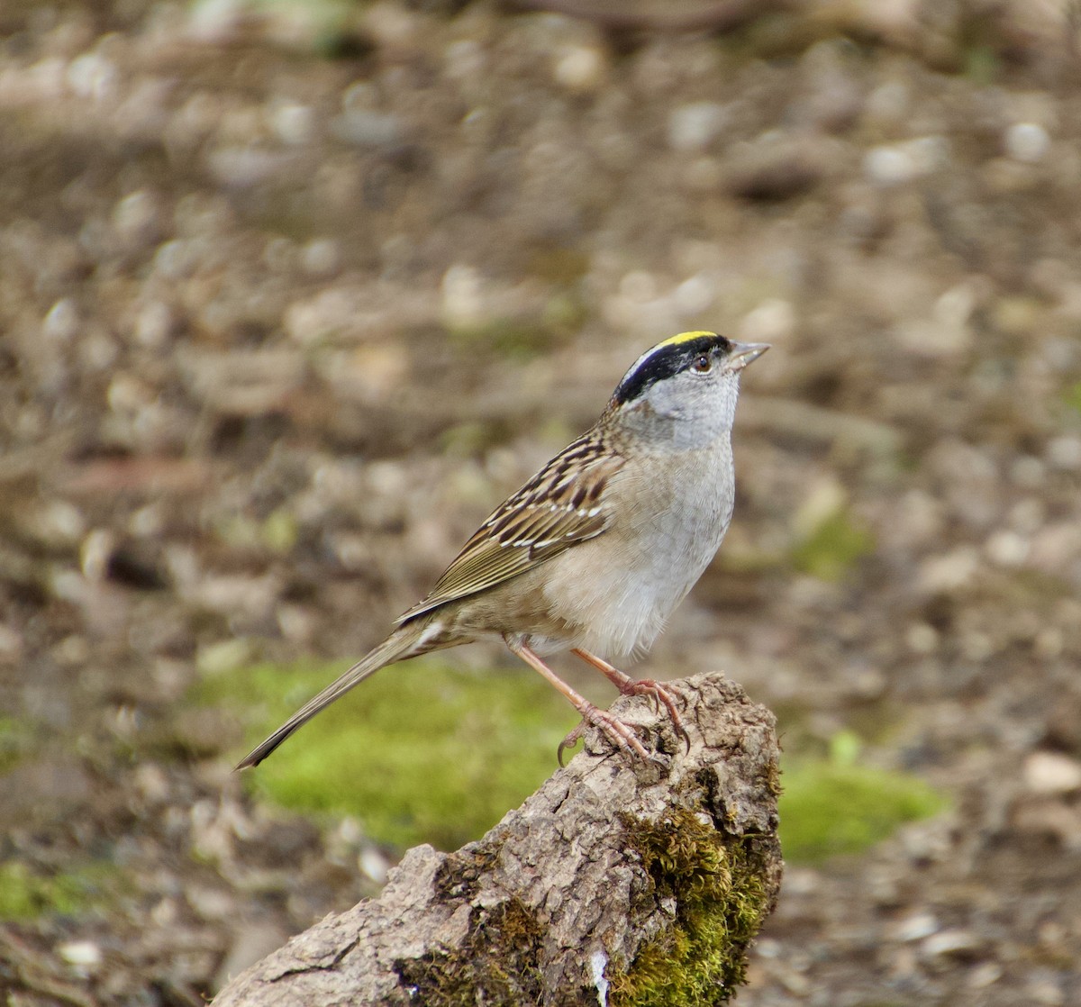 Golden-crowned Sparrow - ML617391025