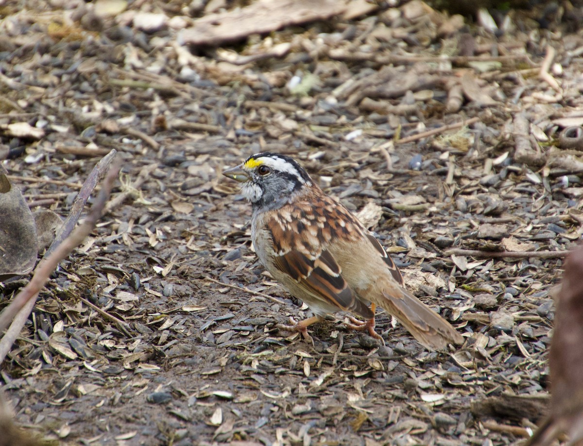 White-throated Sparrow - ML617391054