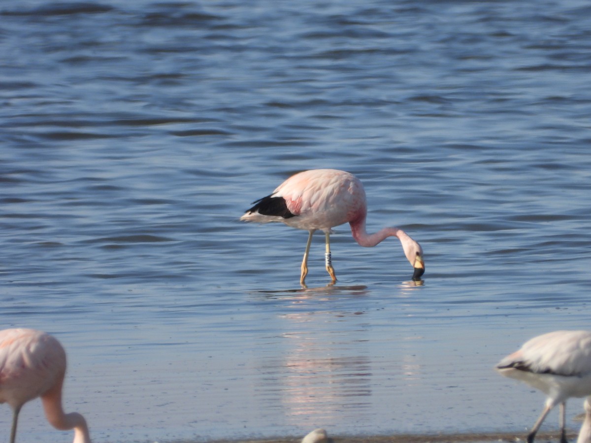 Andean Flamingo - Más Aves