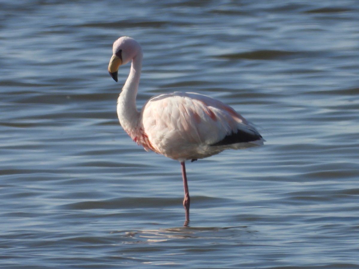 James's Flamingo - Más Aves