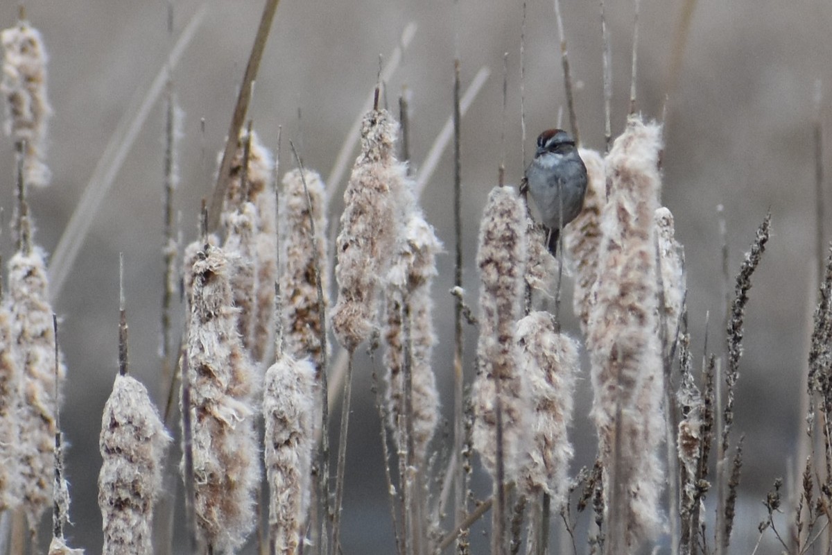 Swamp Sparrow - Logan  Brunner