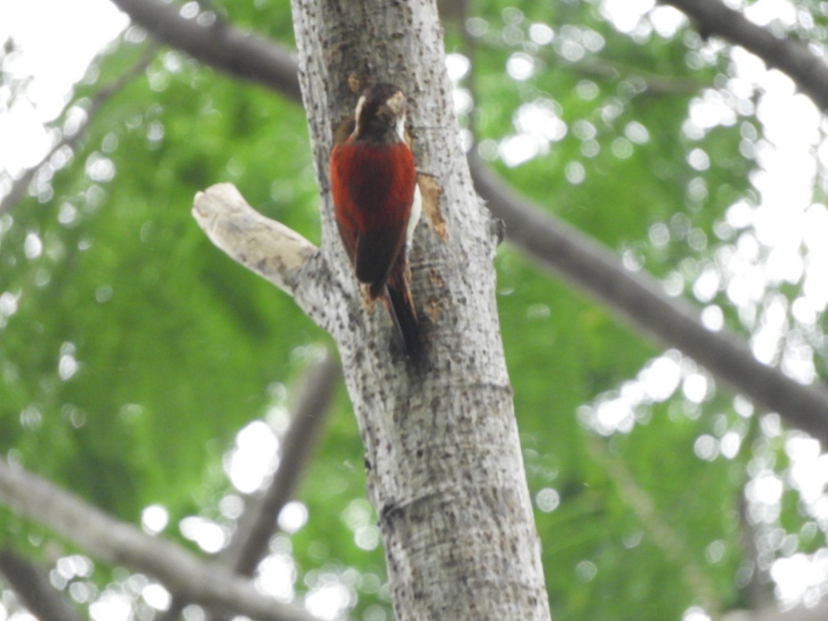 Scarlet-backed Woodpecker - ML617391128