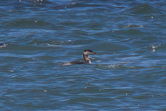 Red-necked Grebe - ML617391152