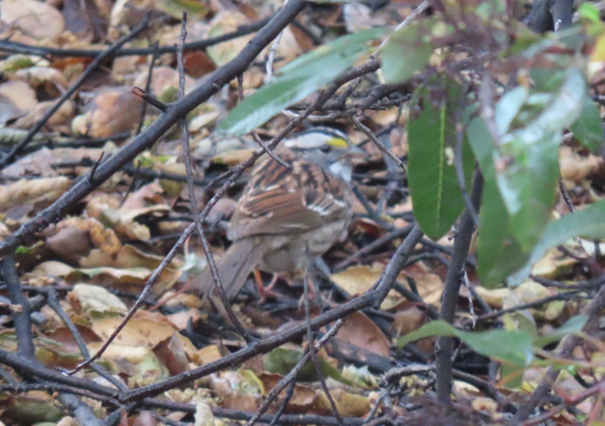 White-throated Sparrow - ML617391190