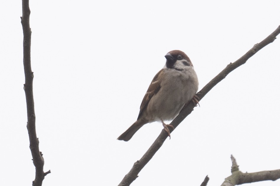 Eurasian Tree Sparrow - ML617391235