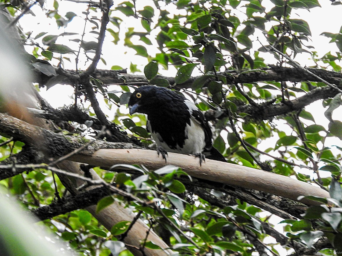 Magpie Tanager - ML617391259