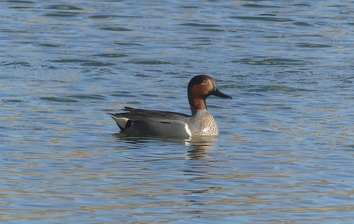 Green-winged Teal - ML617391285