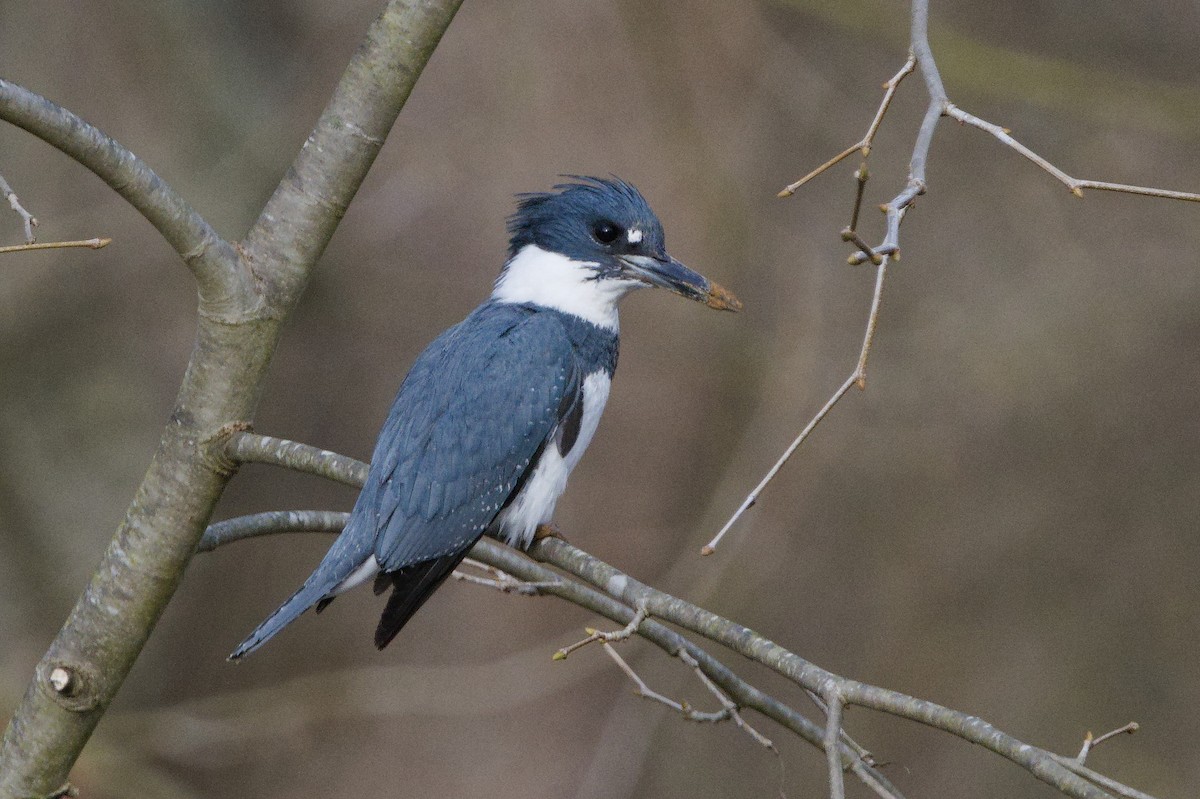 Belted Kingfisher - ML617391292