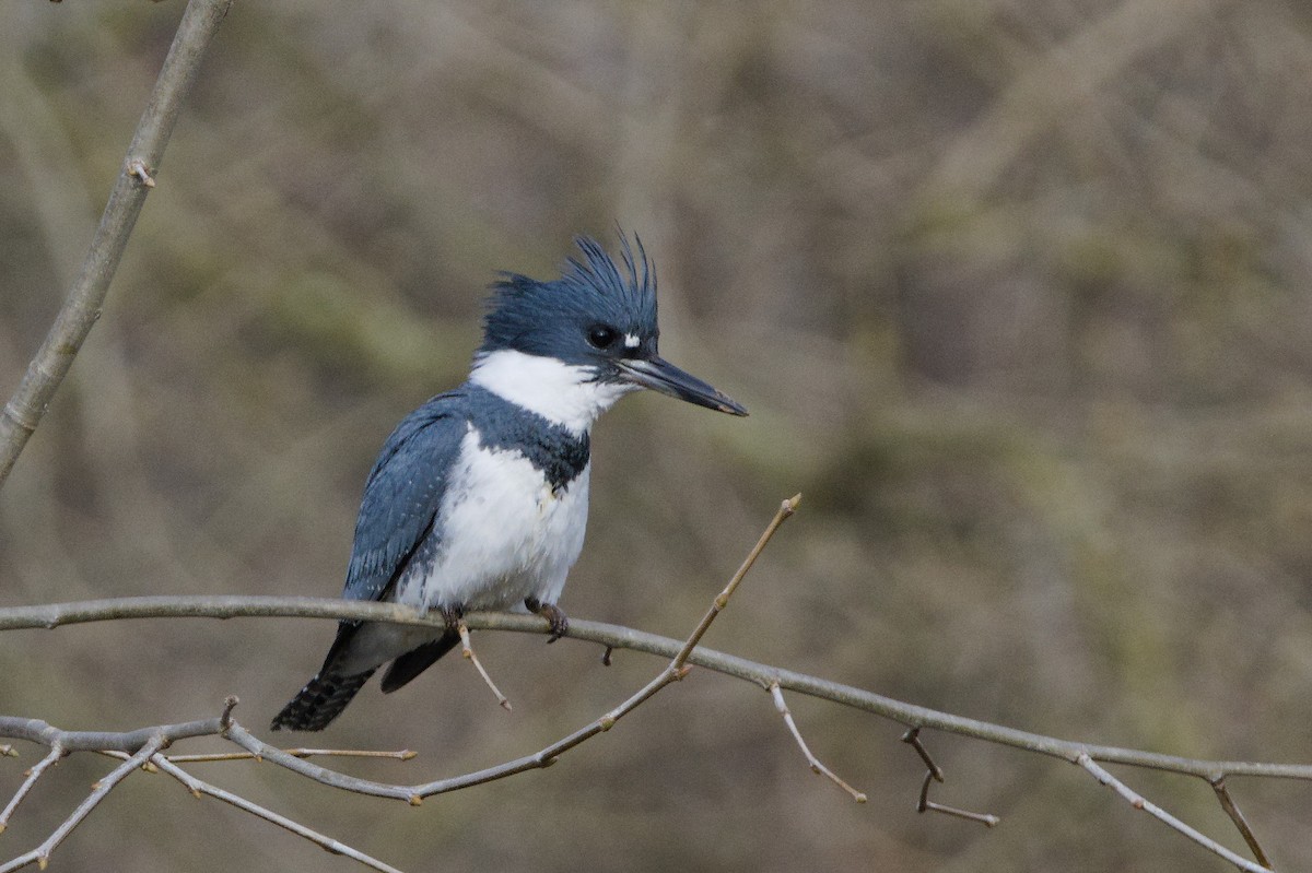 Belted Kingfisher - ML617391303