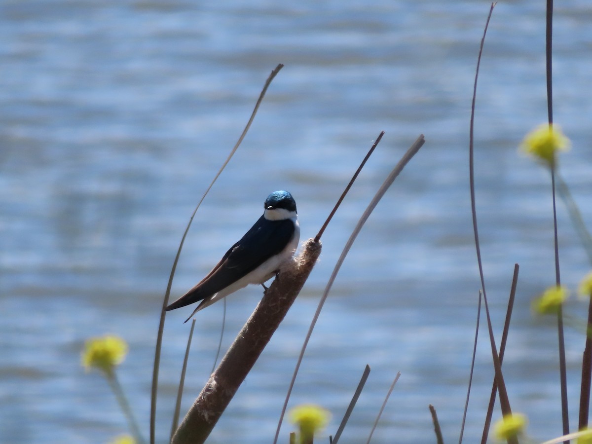 Tree Swallow - Rose An
