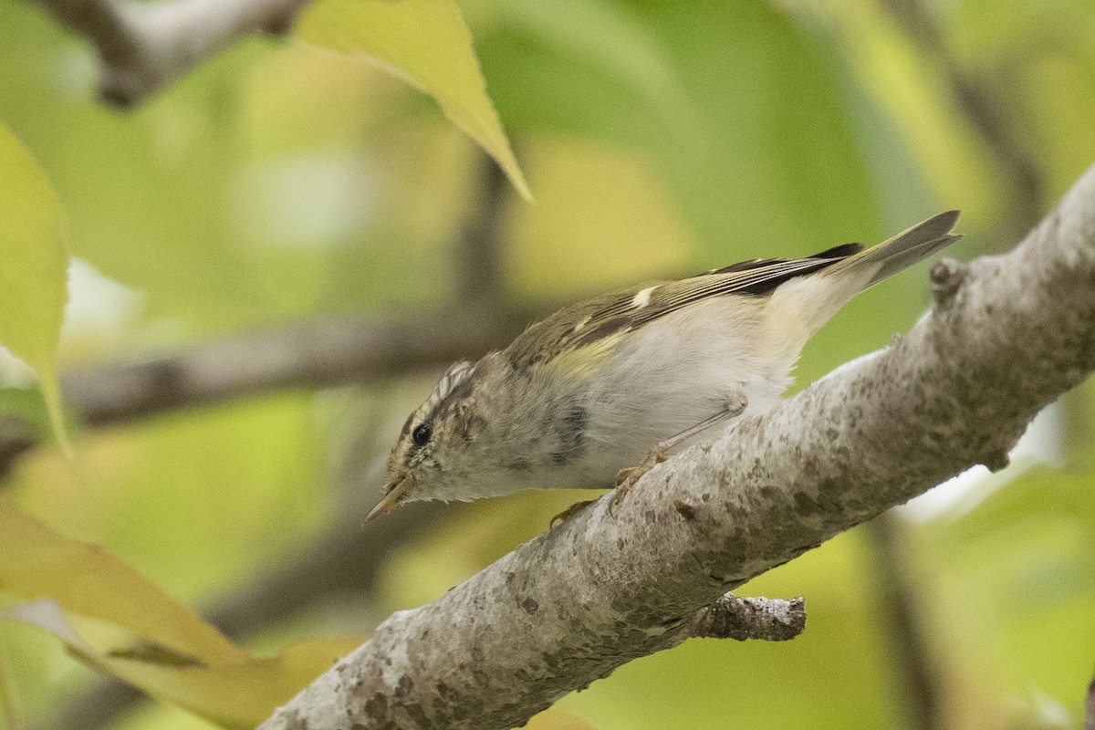Yellow-browed Warbler - ML617391322