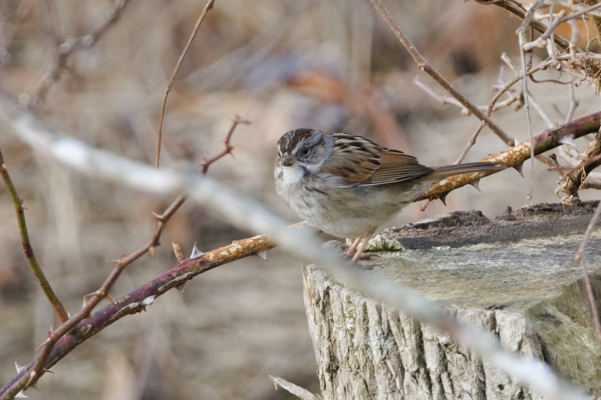 Swamp Sparrow - ML617391346
