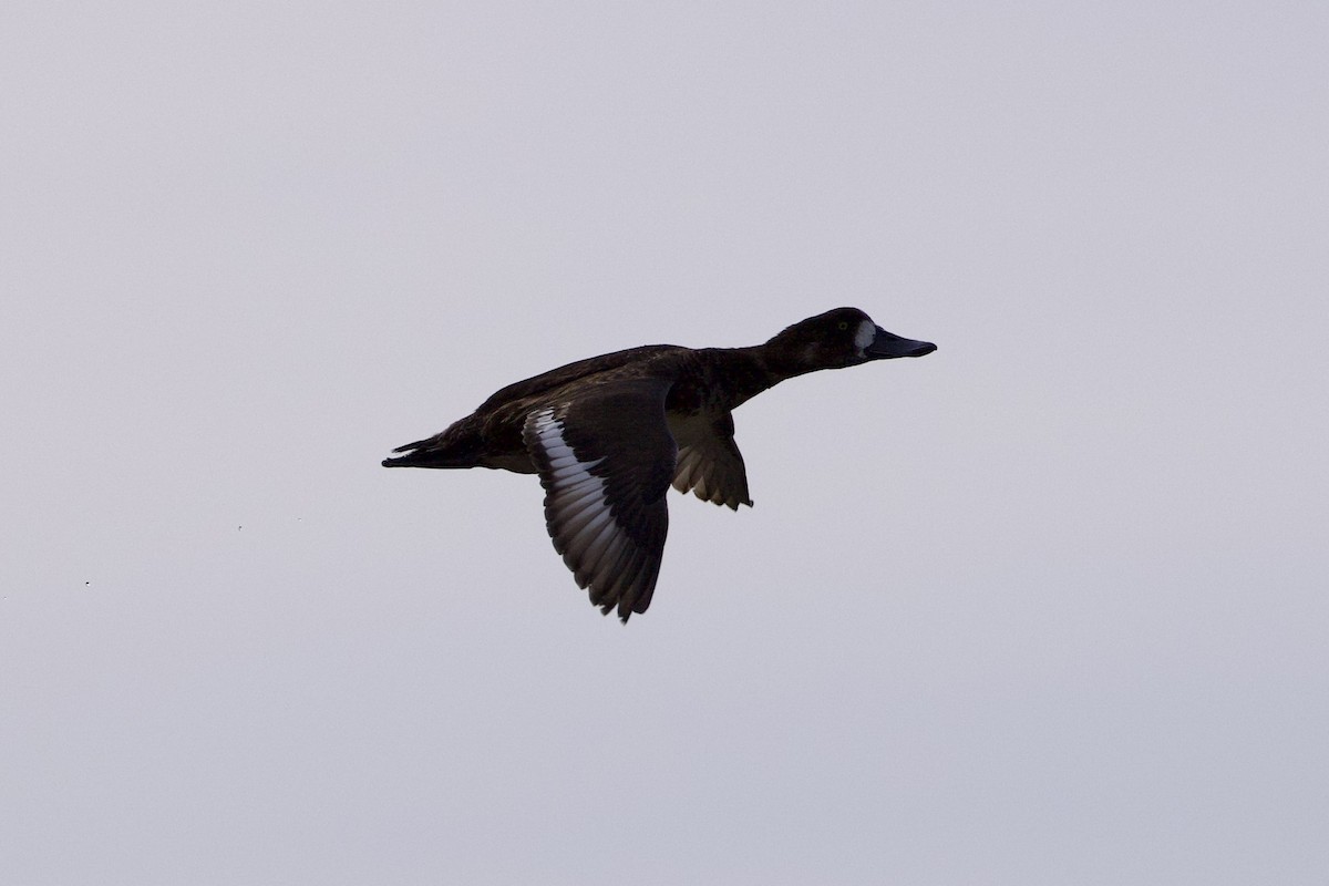Greater Scaup - ML617391408