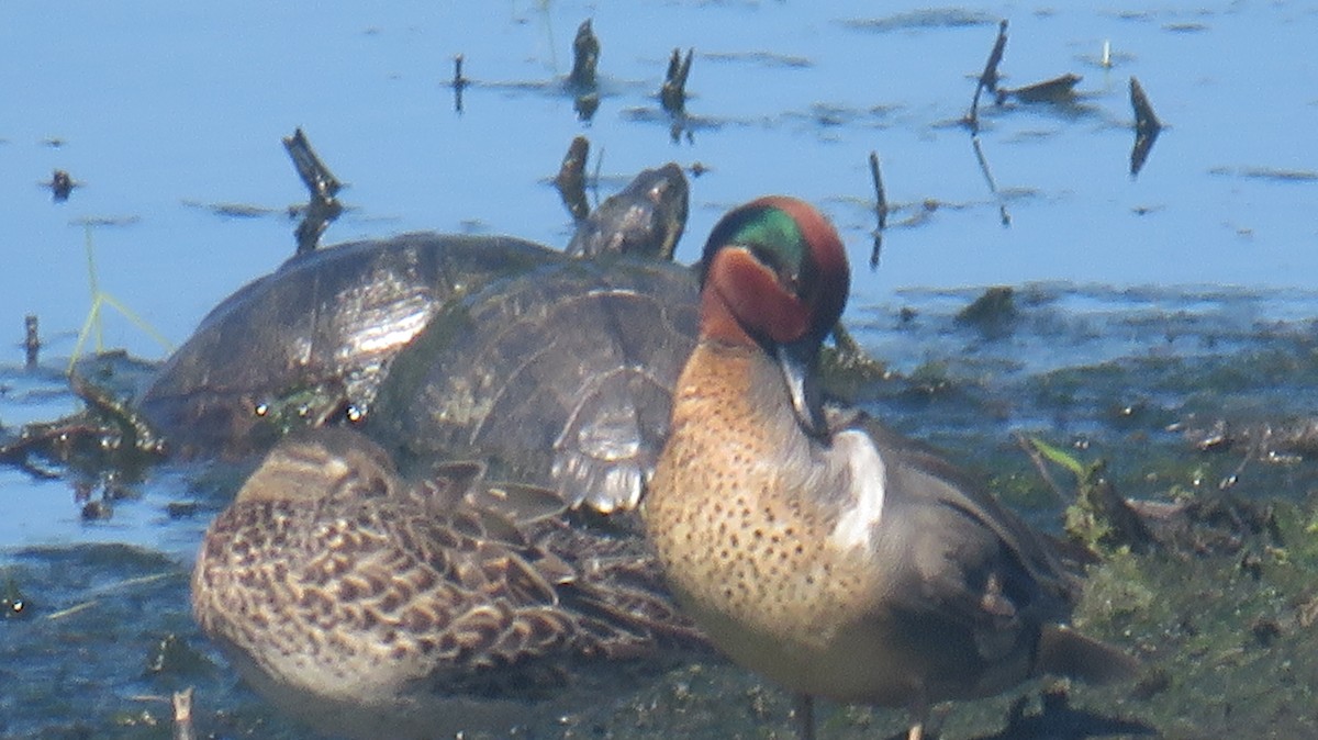 Green-winged Teal - ML617391431