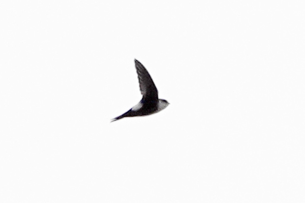 White-throated Swift - ML617391461
