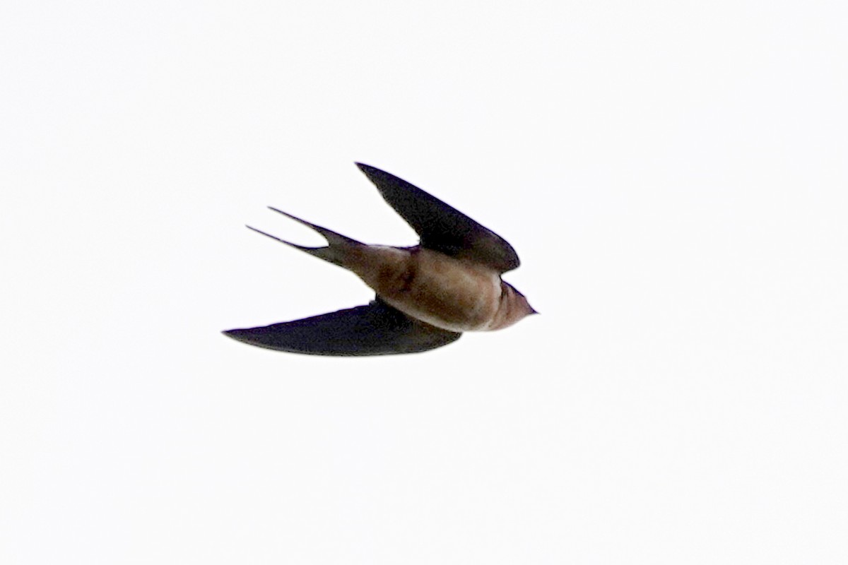 Barn Swallow - Steve Neely