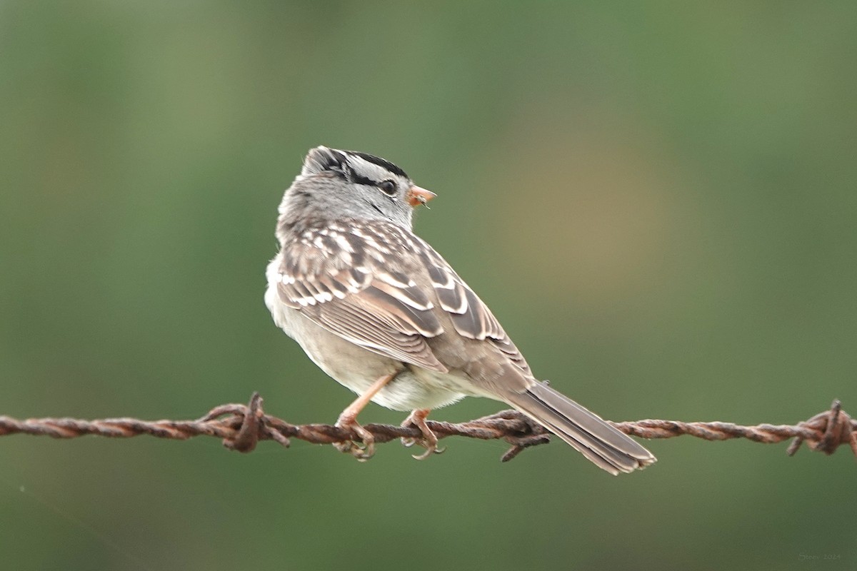 White-crowned Sparrow - ML617391540