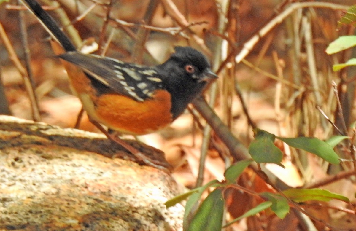 Spotted Towhee - Kathy Ellwood