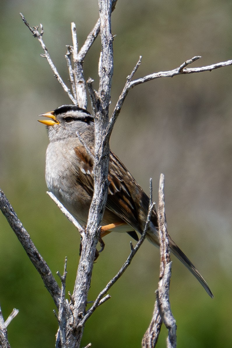 White-crowned Sparrow - Richie Frerking