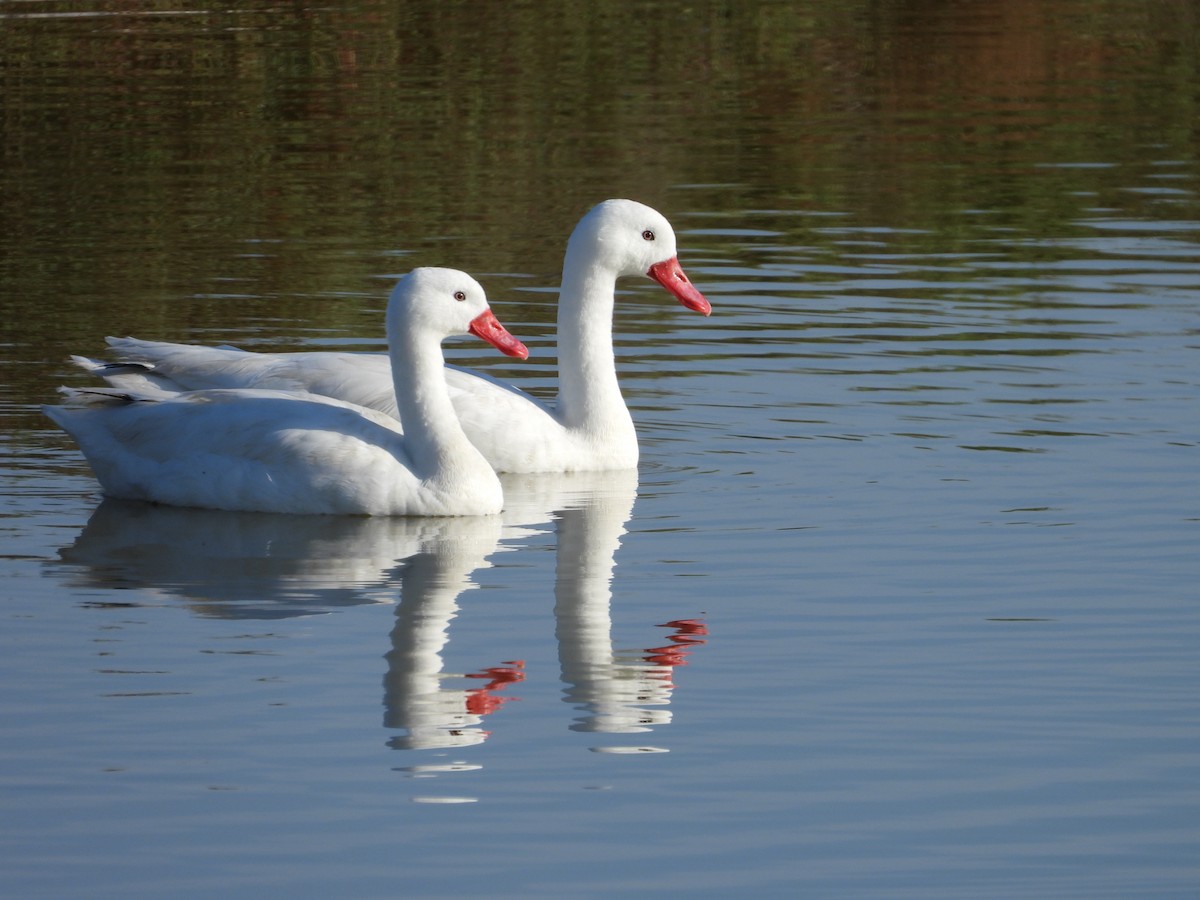 Coscoroba Swan - Más Aves