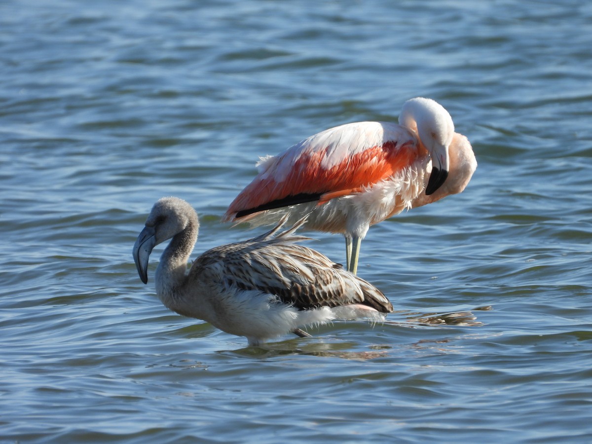 Chilean Flamingo - ML617391640