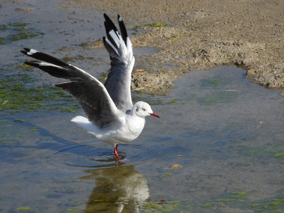 Gray-hooded Gull - Más Aves