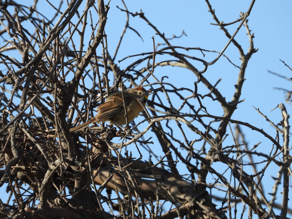 Chotoy Spinetail - ML617391686
