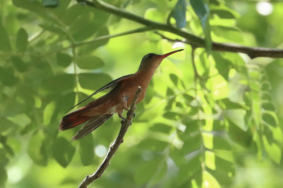 Cinnamon Hummingbird - John van Dort