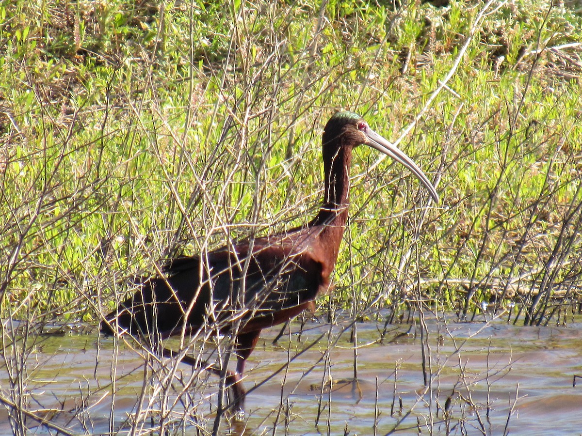ibis americký - ML617391752