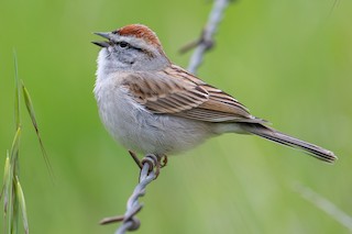 Chipping Sparrow