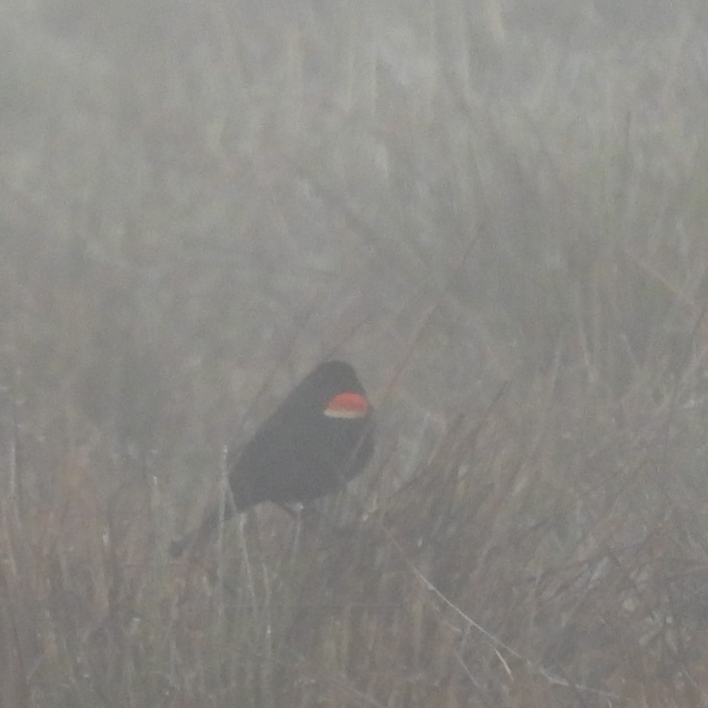 Red-winged Blackbird - ML617391772