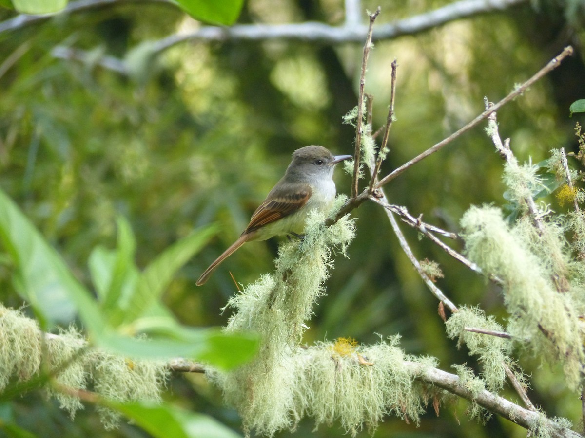 Rufous-tailed Flycatcher - ML617391813