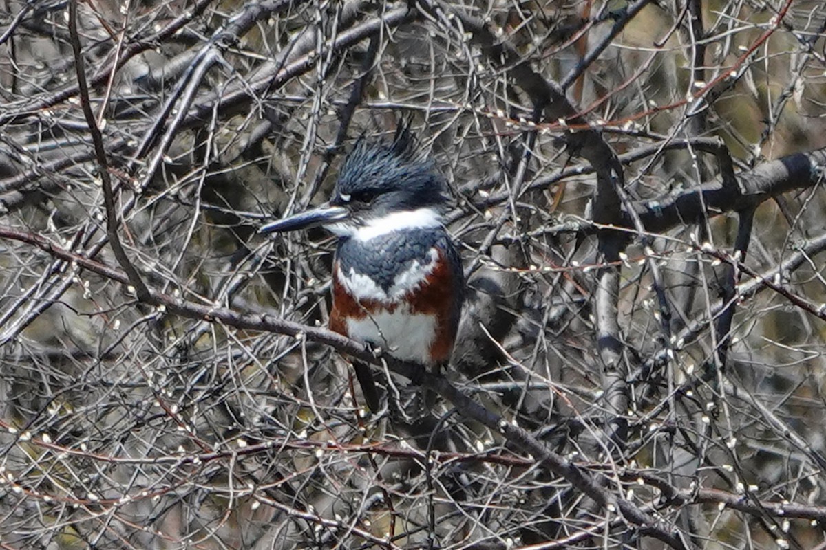 Belted Kingfisher - ML617392010