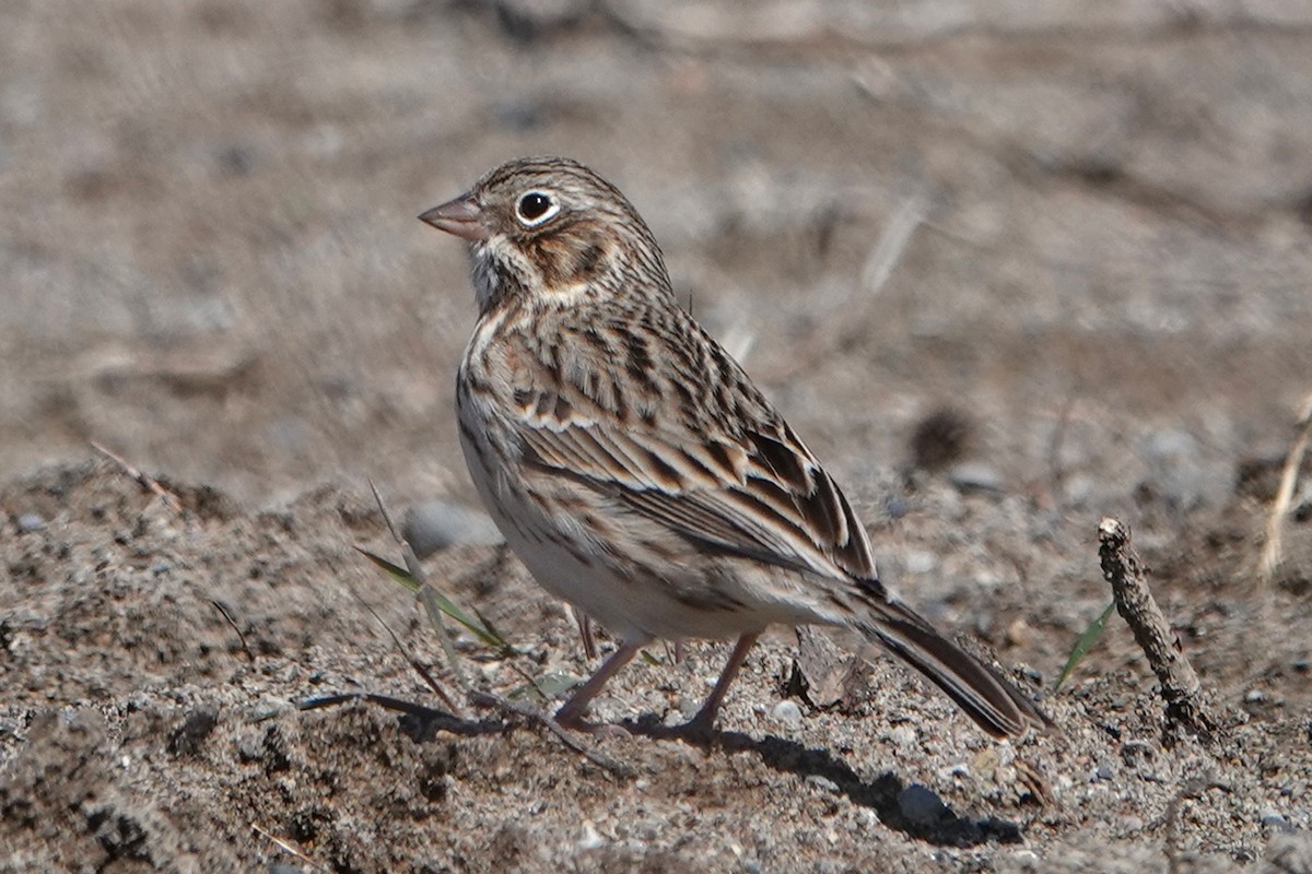 Vesper Sparrow - mc coburn