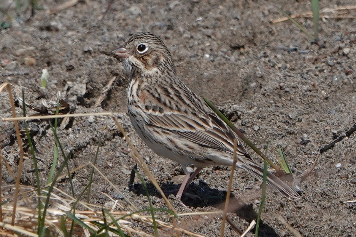 Vesper Sparrow - mc coburn