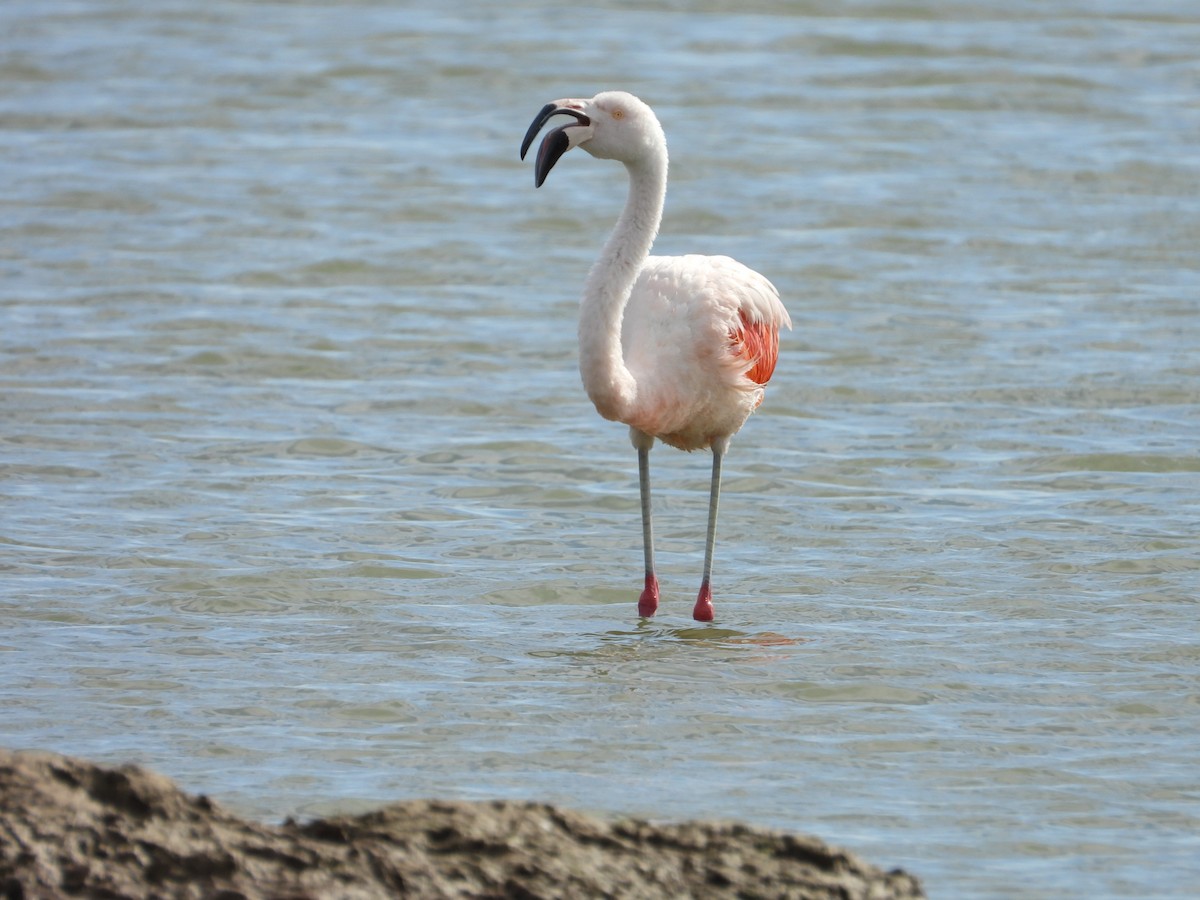 Chilean Flamingo - Más Aves