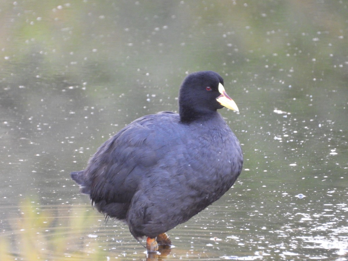 Red-gartered Coot - ML617392150