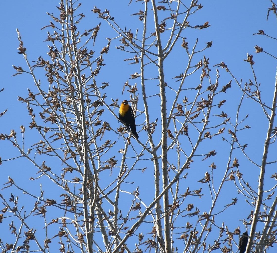 Yellow-headed Blackbird - ML617392163