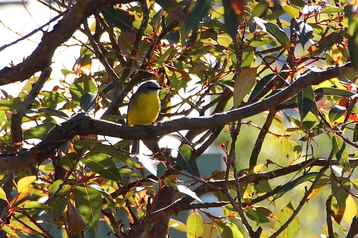 Eastern Yellow Robin - Pauline and Ray Priest