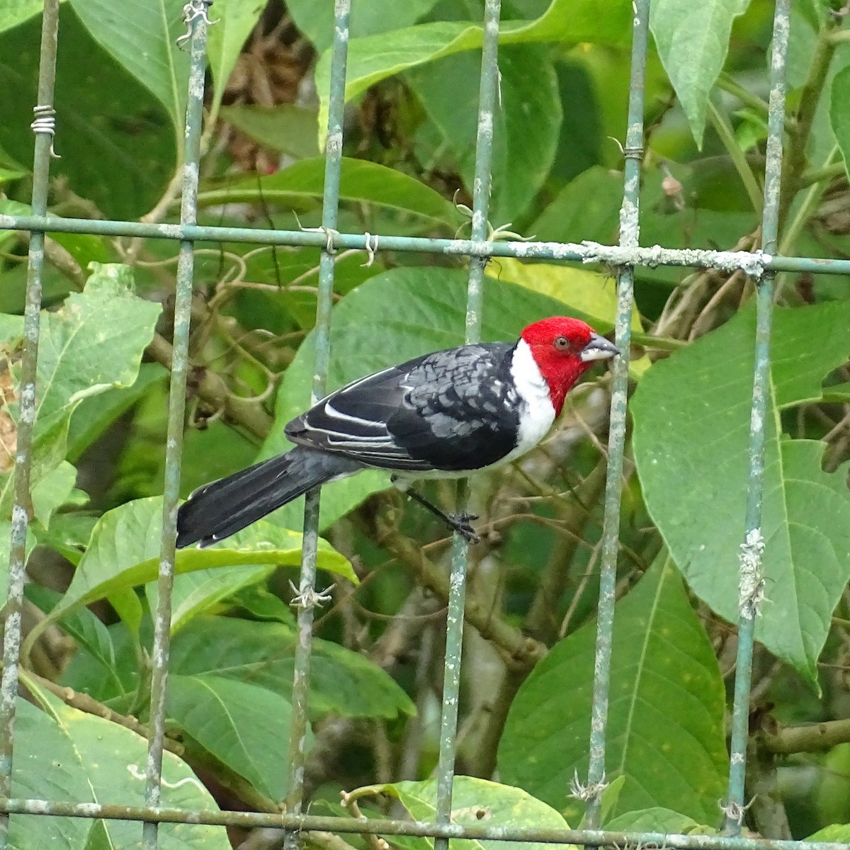 Red-cowled Cardinal - ML617392192