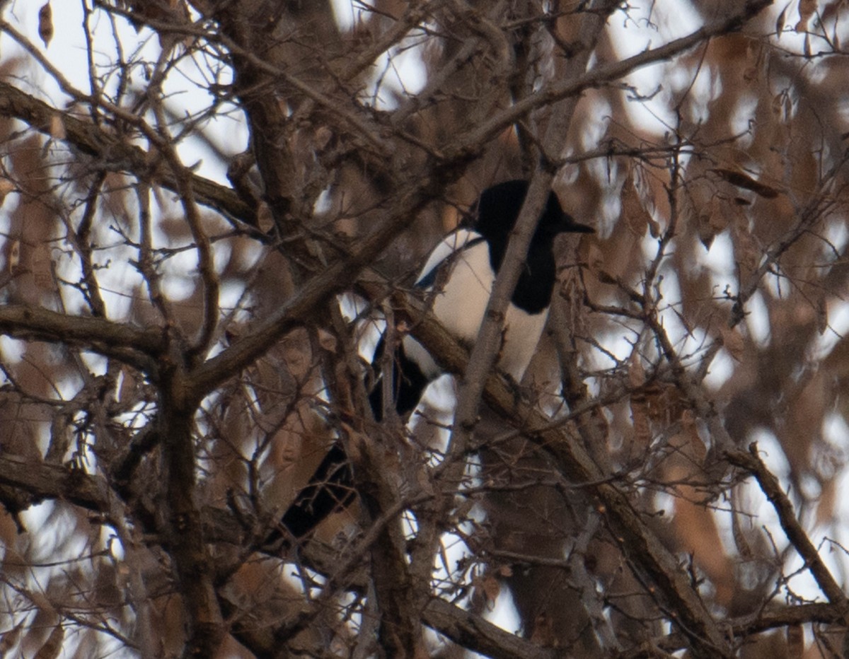 Oriental Magpie - Jordan Broadhead