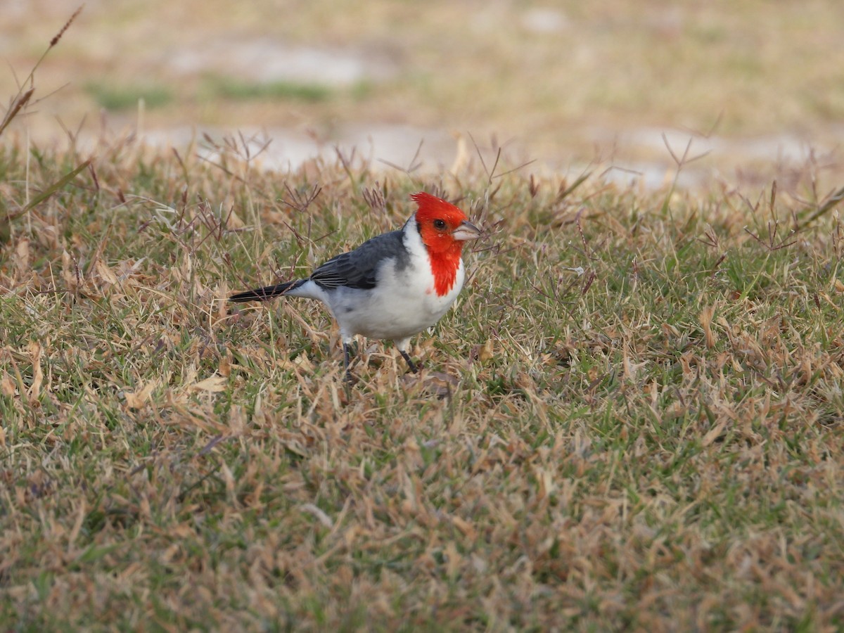 Red-crested Cardinal - ML617392257