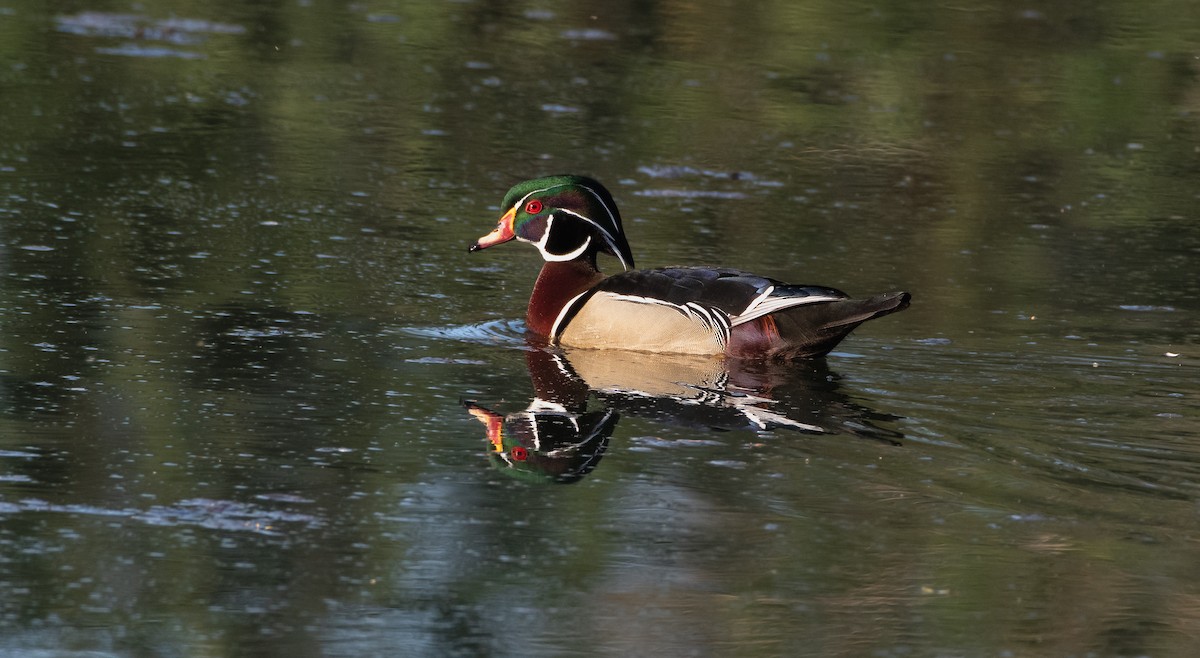 Wood Duck at Great Blue Heron Nature Reserve by Chris McDonald