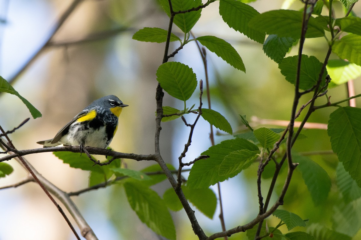 Yellow-rumped Warbler at Great Blue Heron Nature Reserve by Chris McDonald